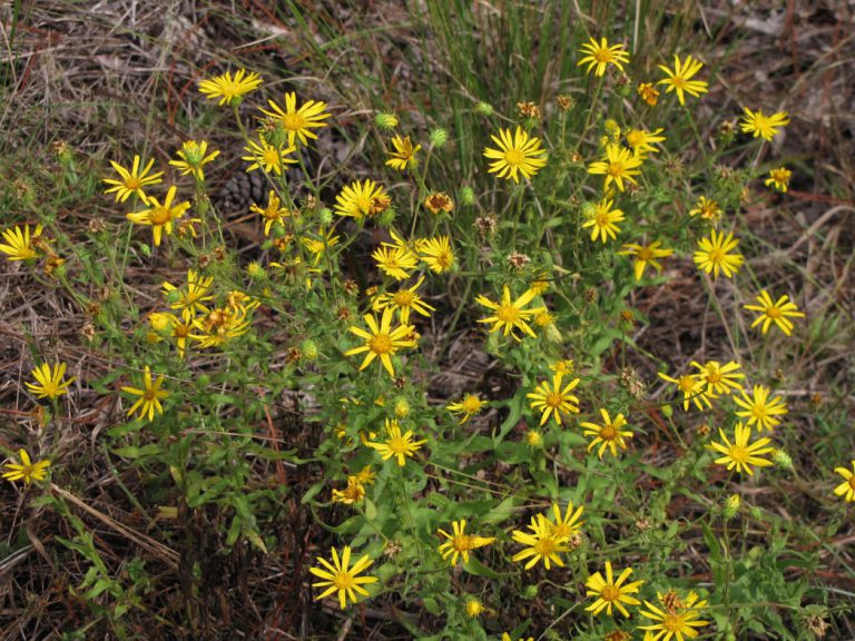 Bloom Report: Fall color, Florida style