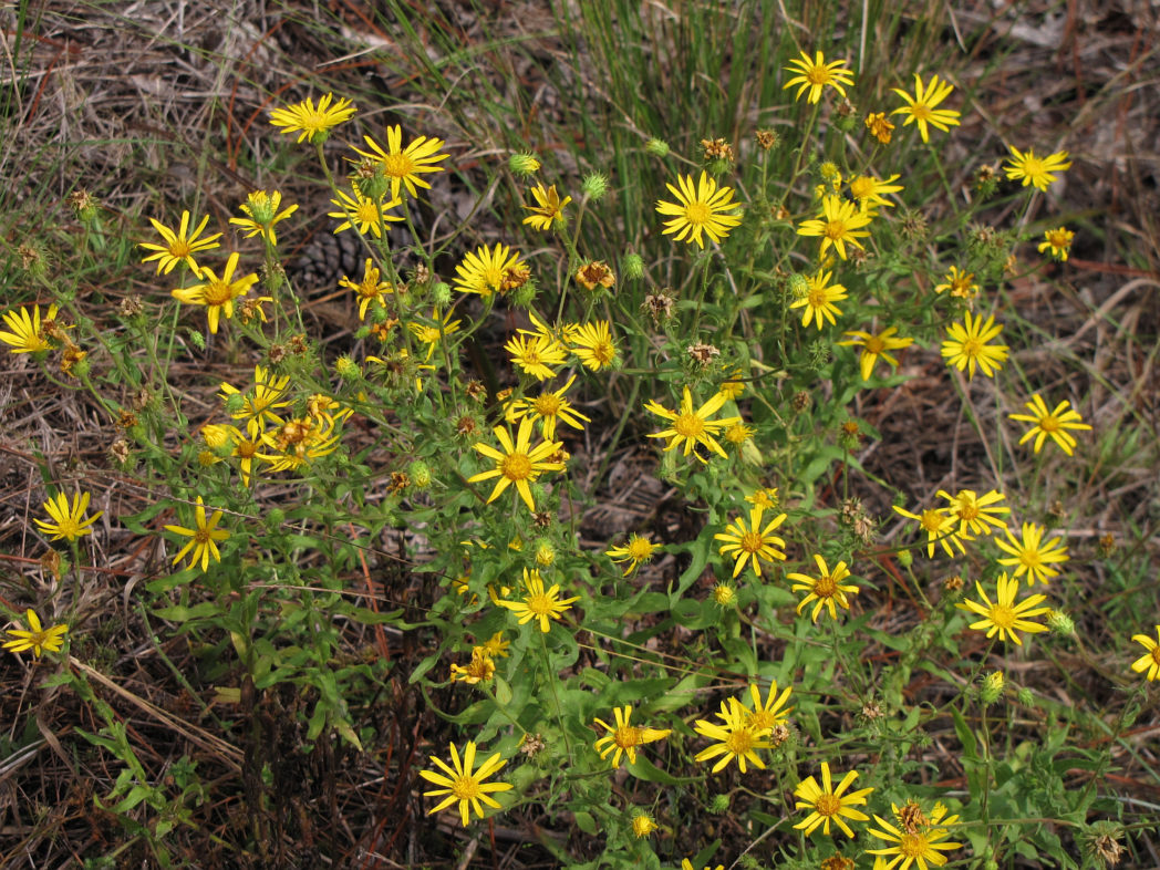 Goldenaster