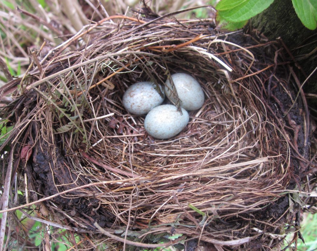 Bird's nest with eggs