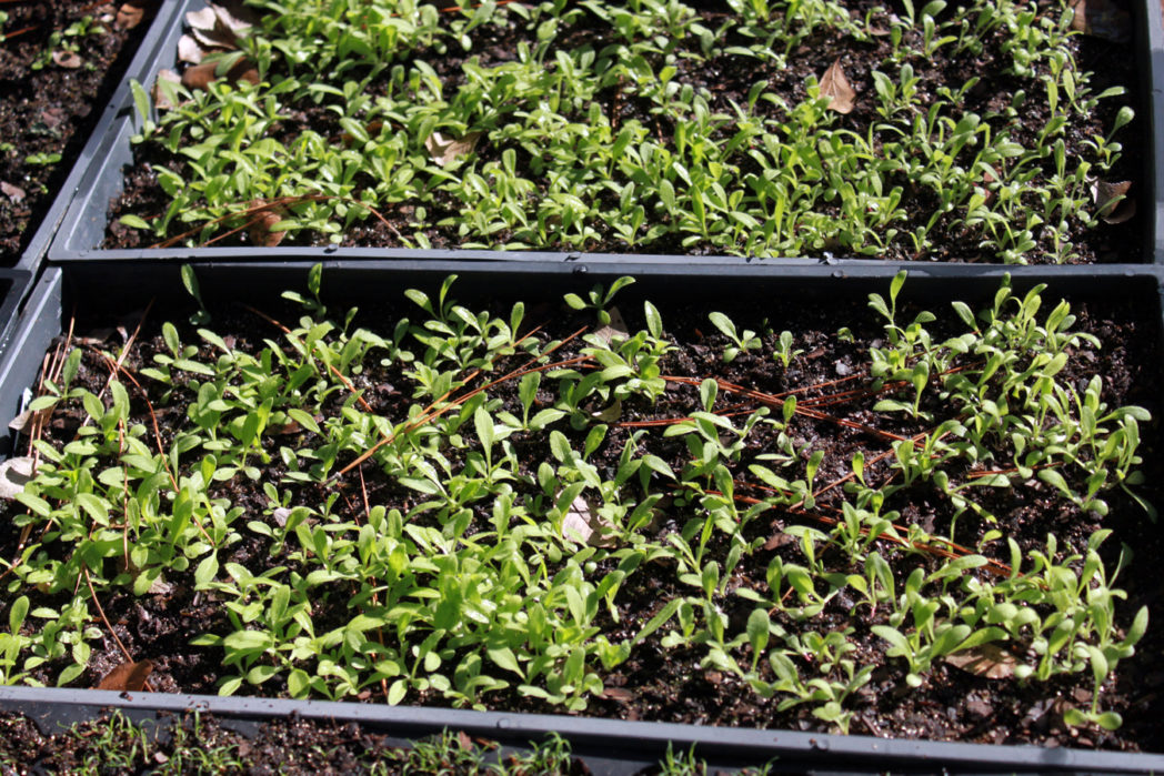 seedlings in trays wildflower seedlings
