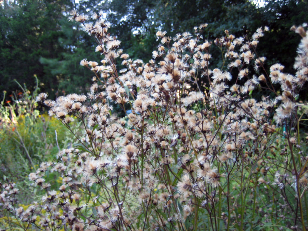 Ironweed seedheads