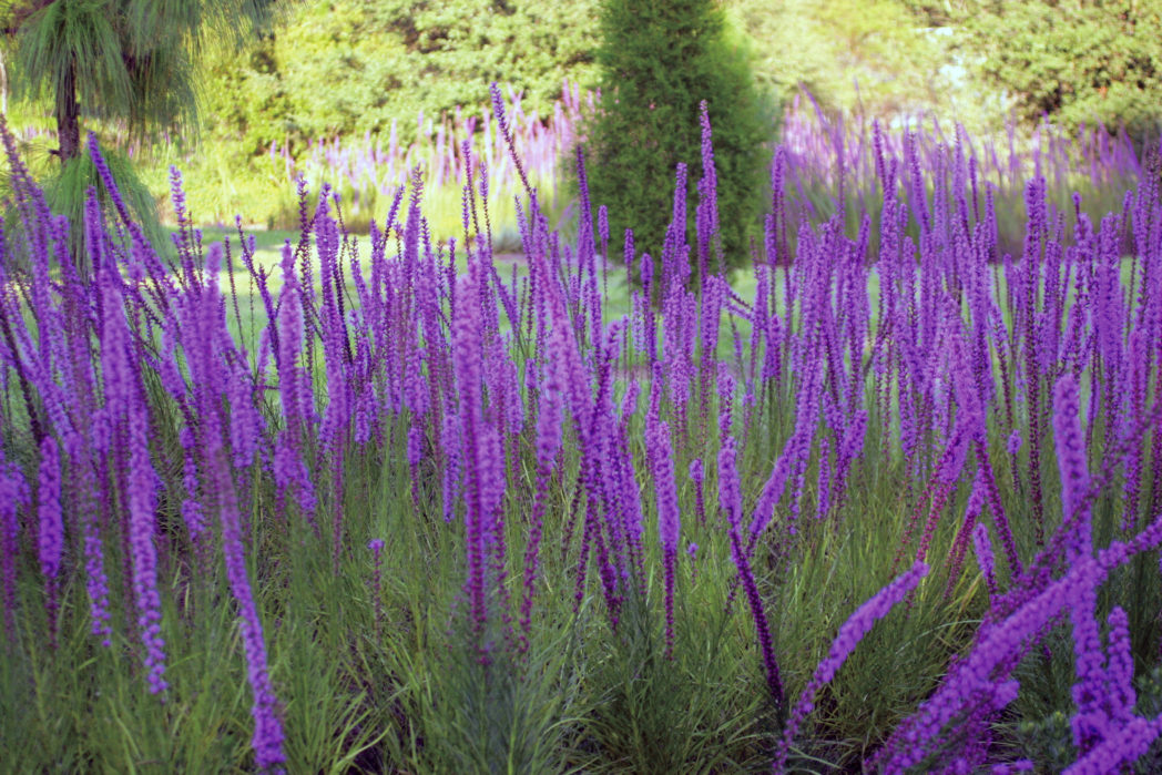 Liatris spicata in a landscape