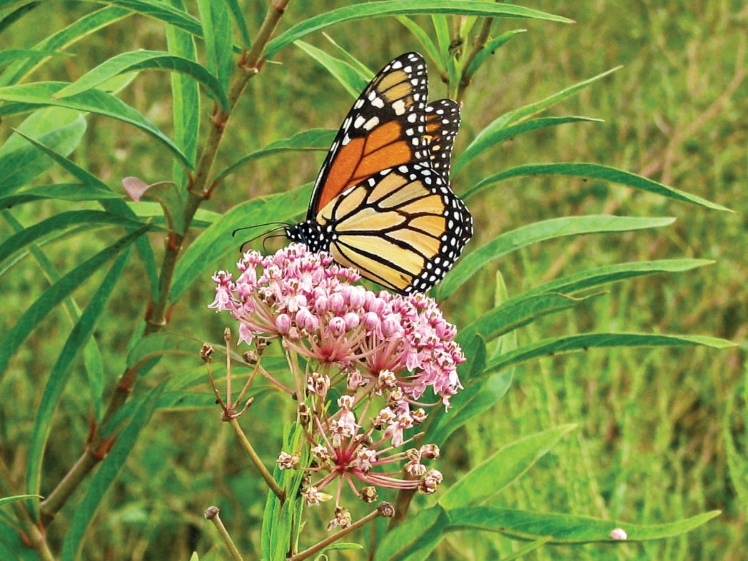 Monarch on Swamp milkweed, Asclepias incarnata
