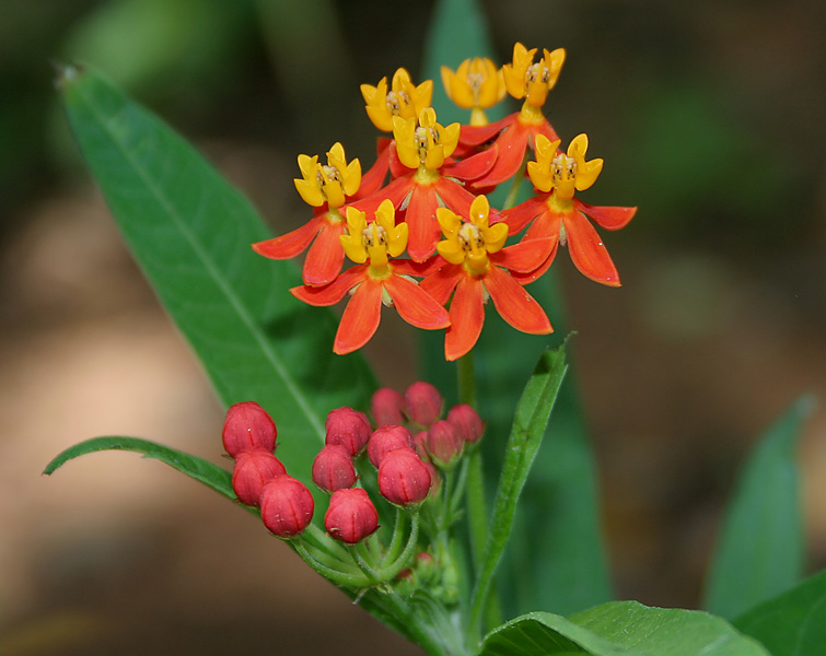 Tropical milkweed, Asclepias currasavica