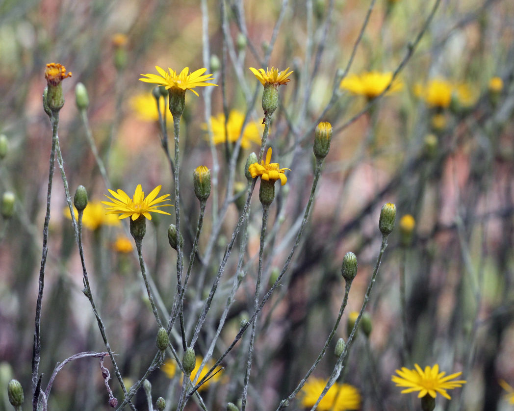 Pityopsis graminifolia