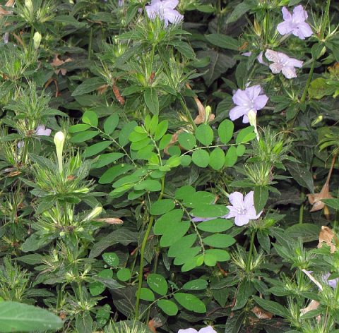 Weed growing through dense planting of Wild petunia