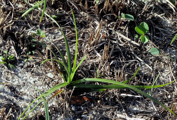 Nutsedge