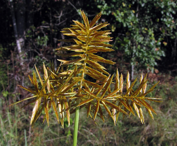 Yellow nutsedge