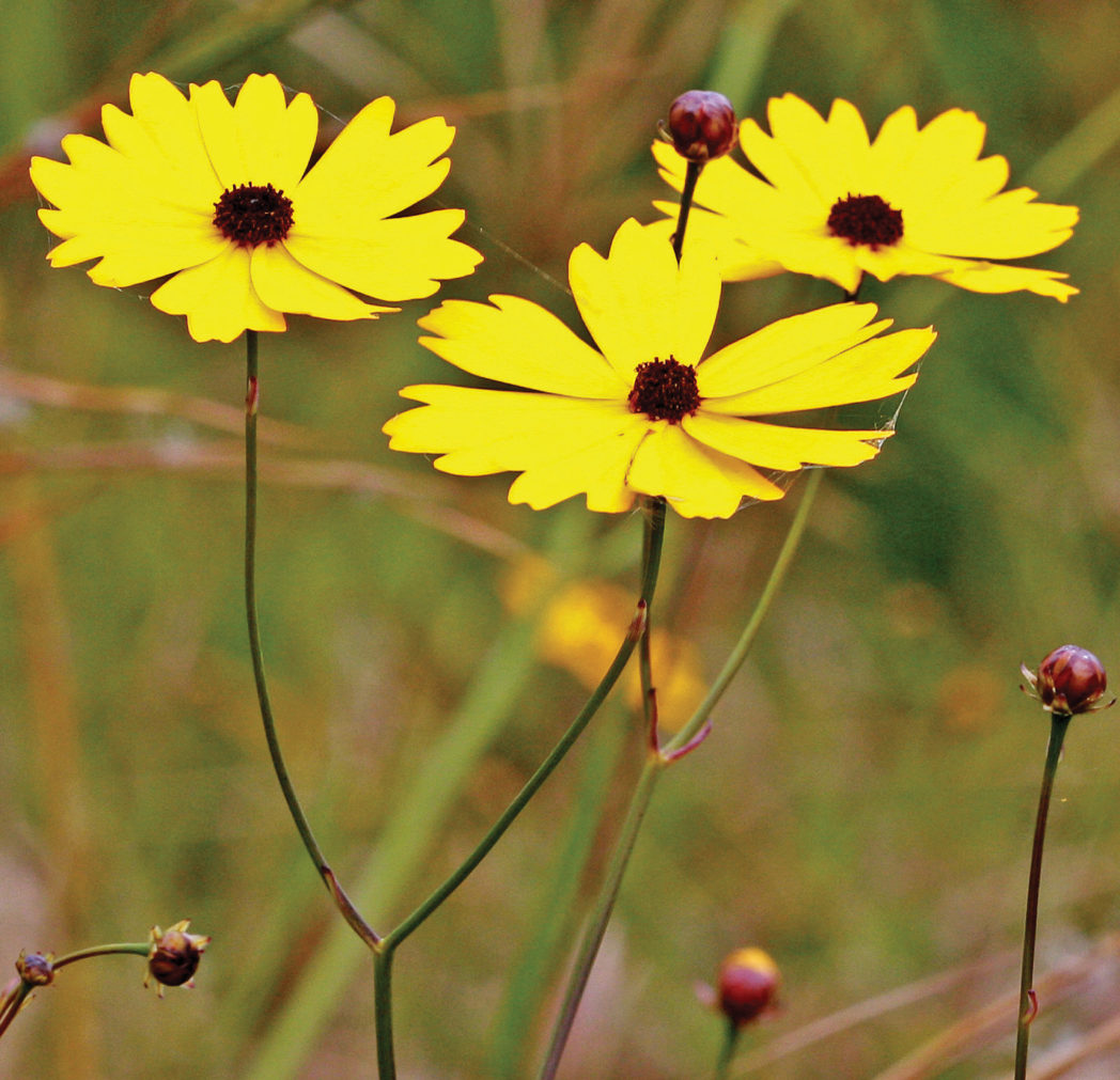 Leavenworth's tickseed flowers