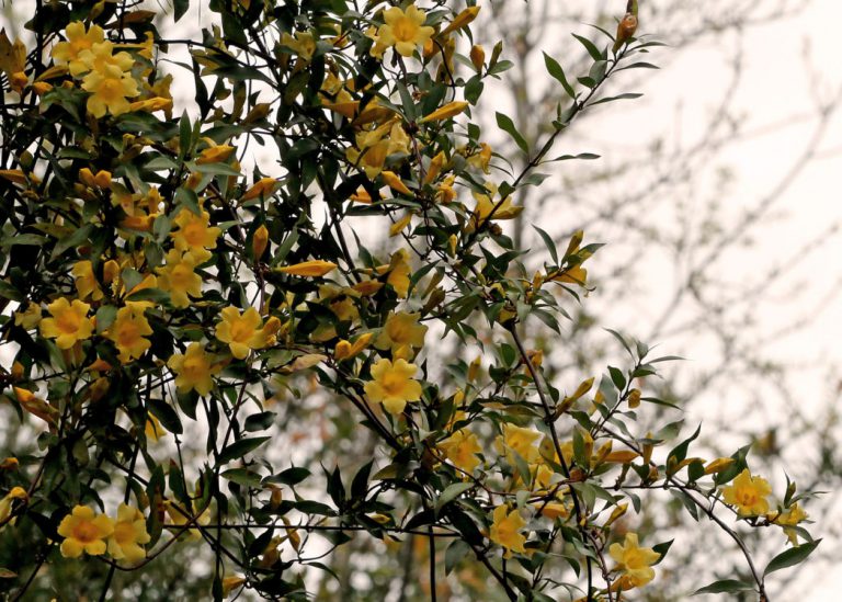 Carolina jessamine, Gelsemium sempervirens