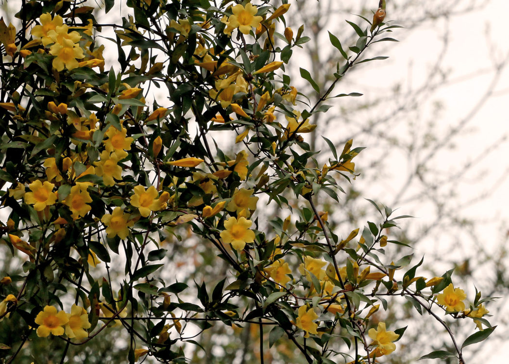 Carolina jessamine, Gelsemium sempervirens