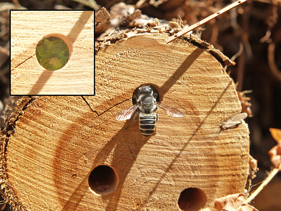 Leafcutter bee with nest in cut tree trunk
