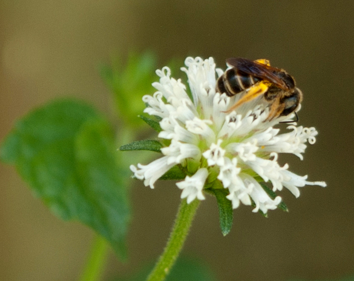 Solitary bee on Snow squarestem