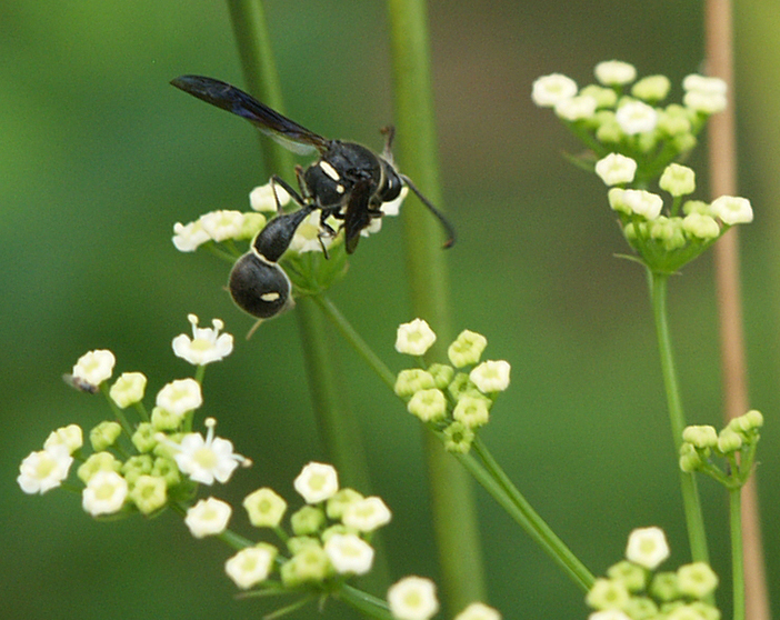 Solitary wasp on Water dropwort