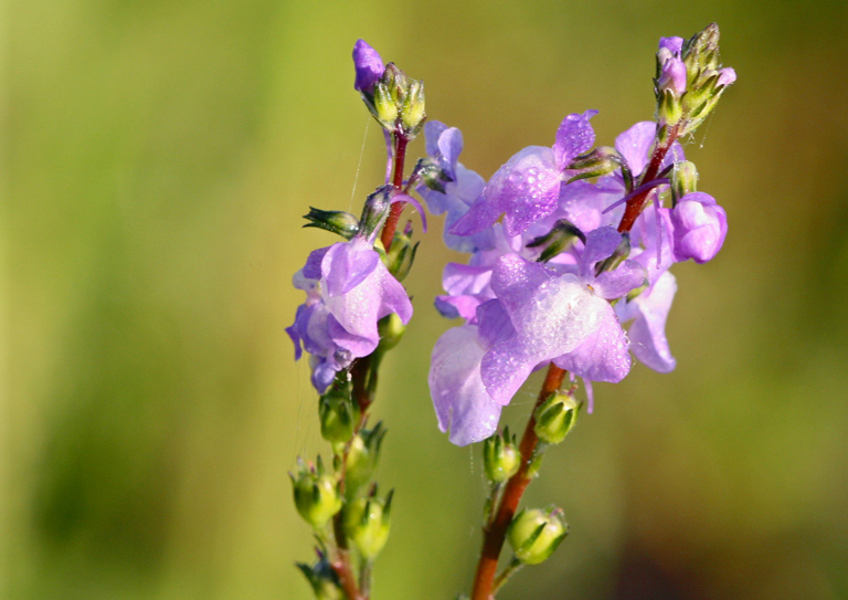 Blue toadflax