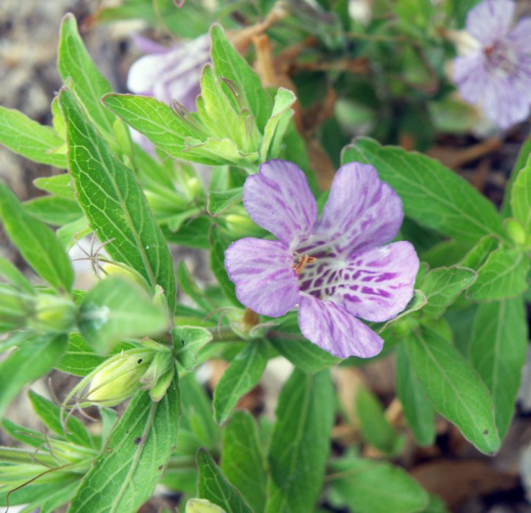 Oblongleaf twinflower