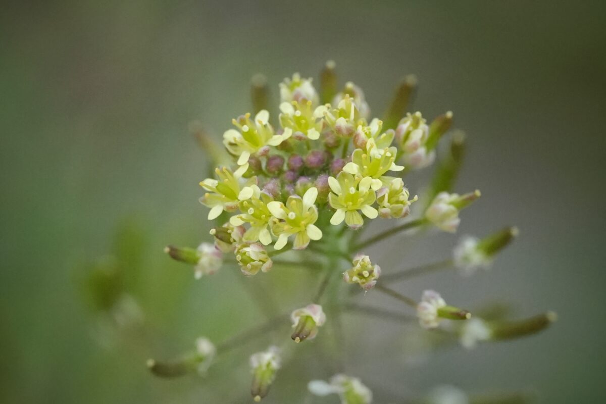 Close-up of Virginia peppergrass flowers.
