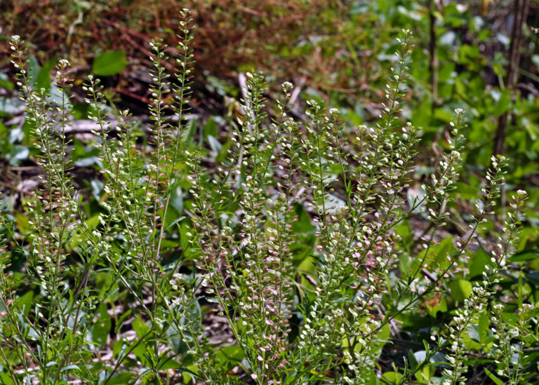 Virginia pepperweed