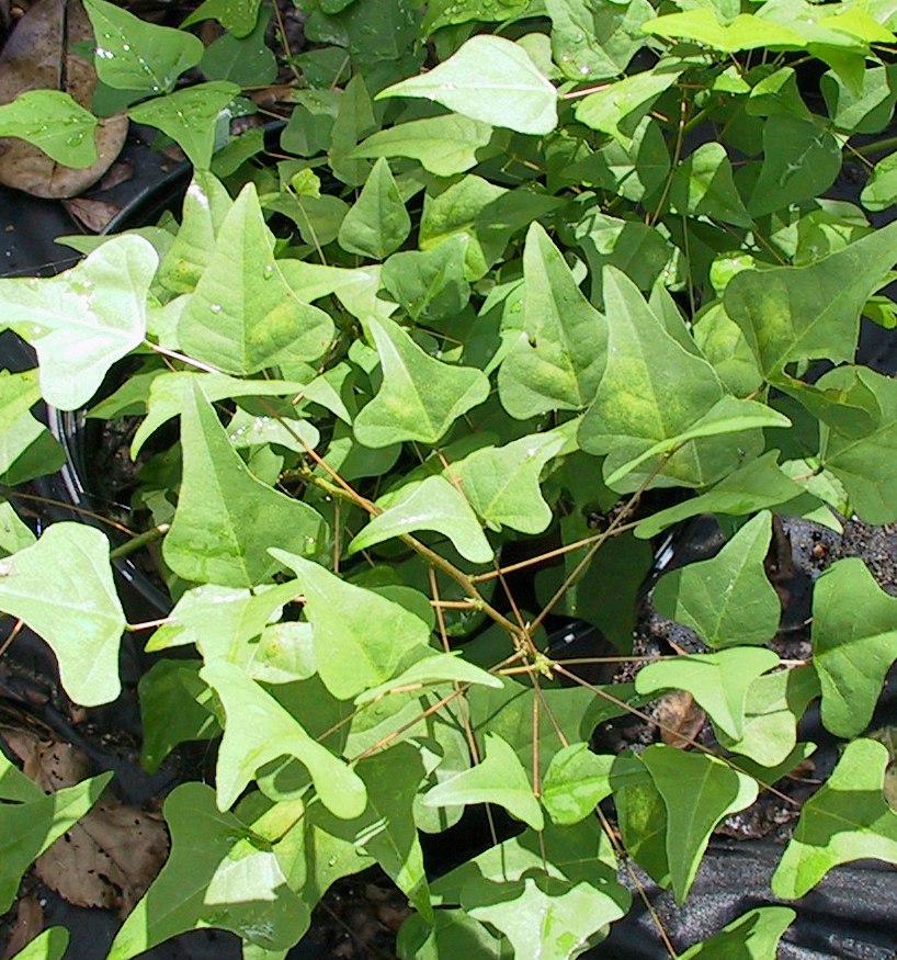 Coralbean's deltoid-shaped leaves