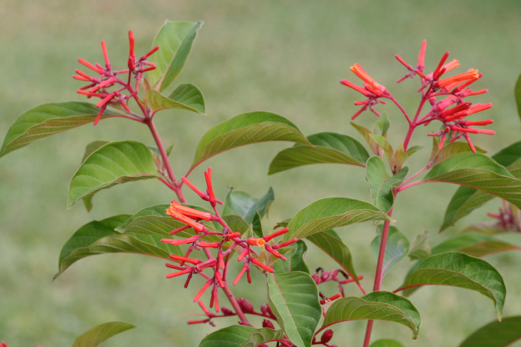Firebush flowers