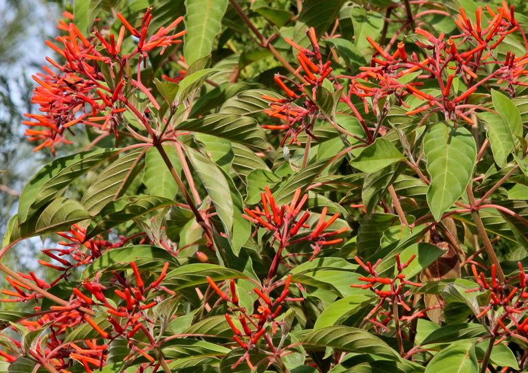 Firebush