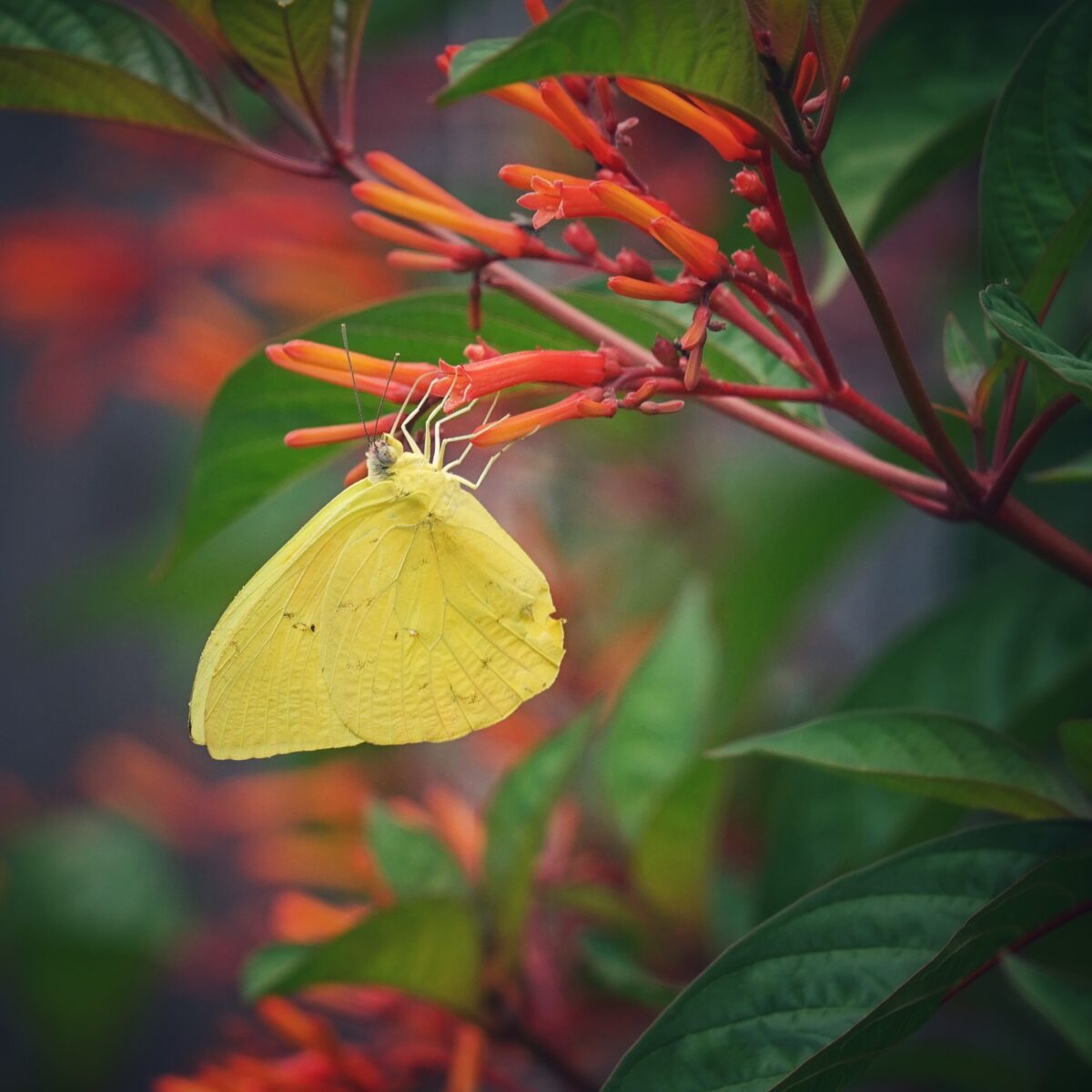 Bright yellow Orange-barred sulphur nectaring on Firebush.