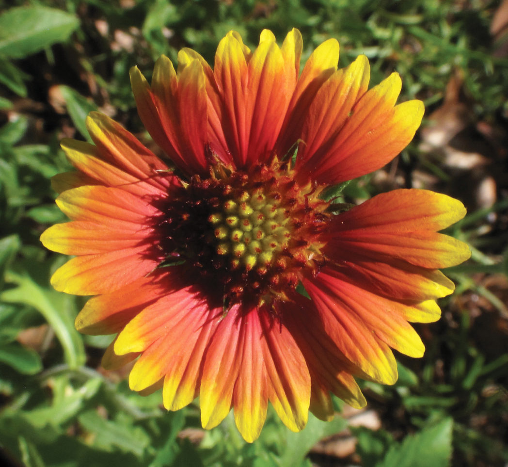 Blanketflower bloom