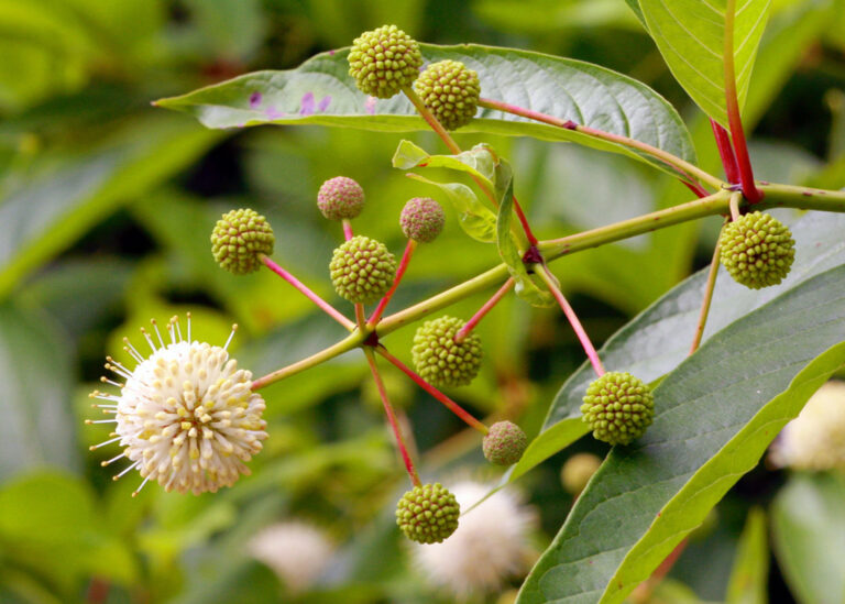 Buttonbush