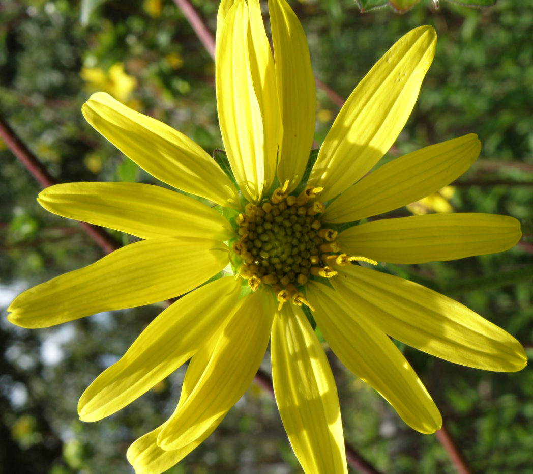 Starry rosinweed flower