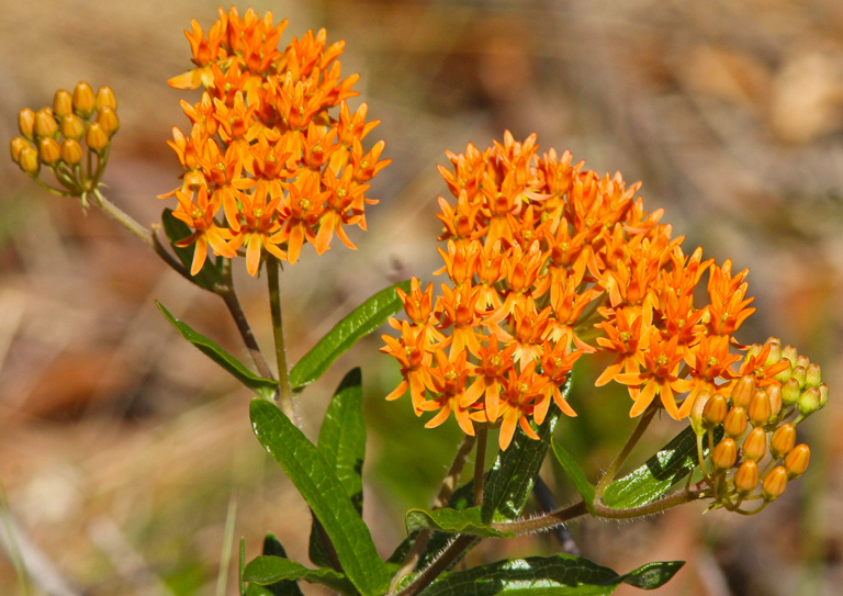 Butterfly milkweed