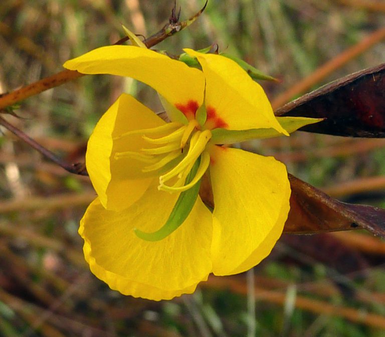 Partridgepea flower