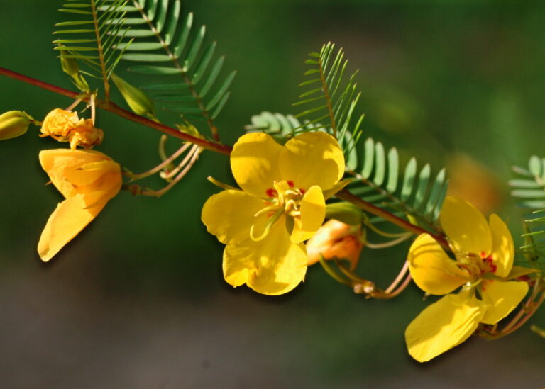 Partridge pea