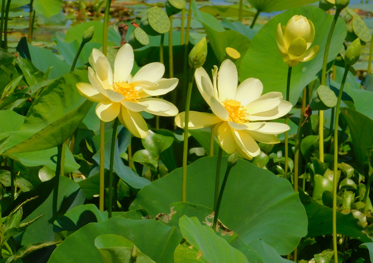 American lotus