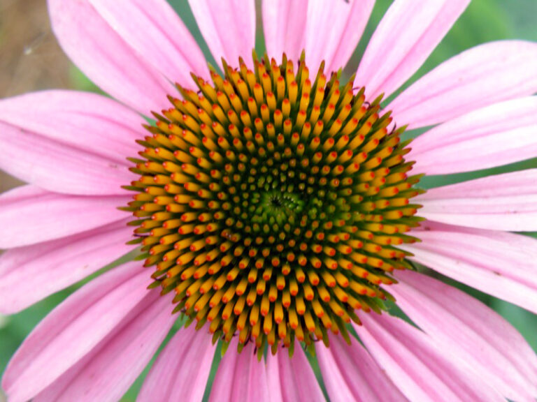 Purple coneflower