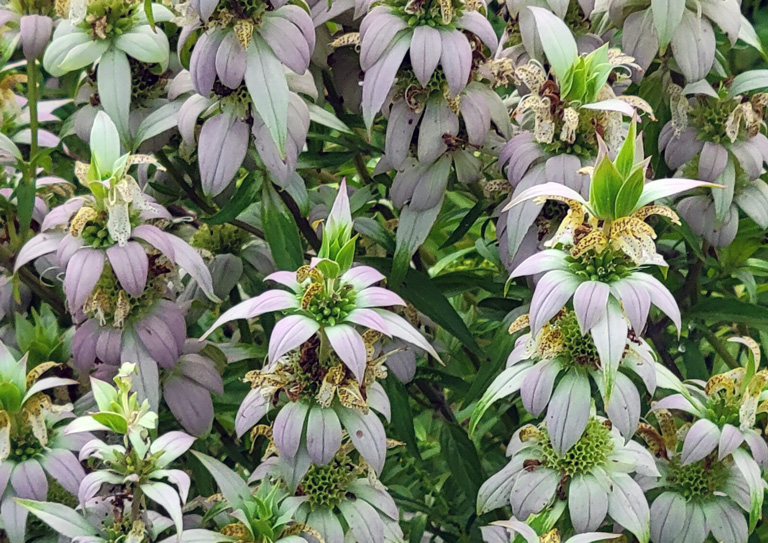 Spotted beebalm