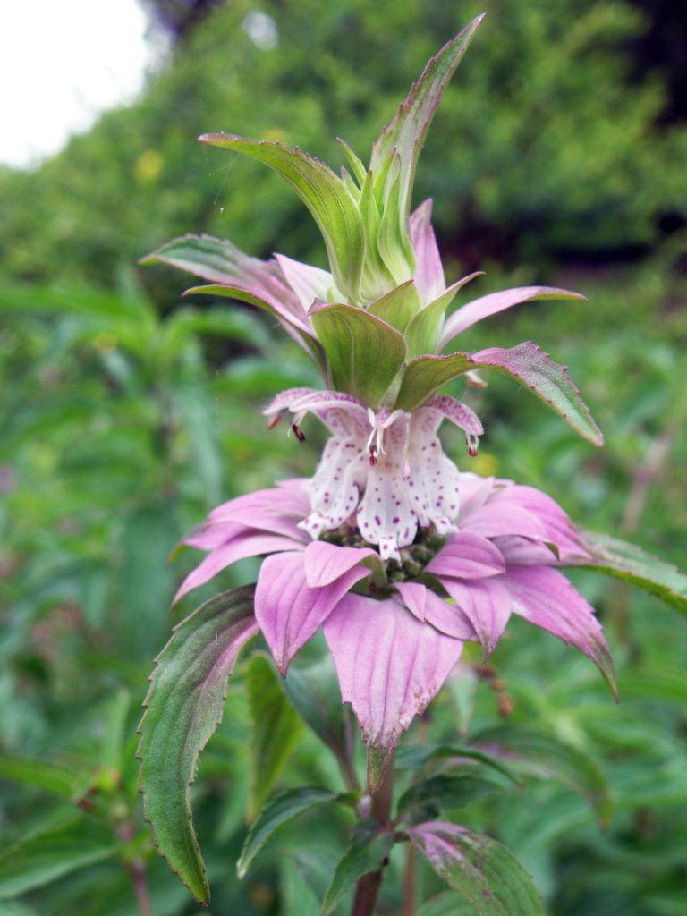 Dotted horsemint