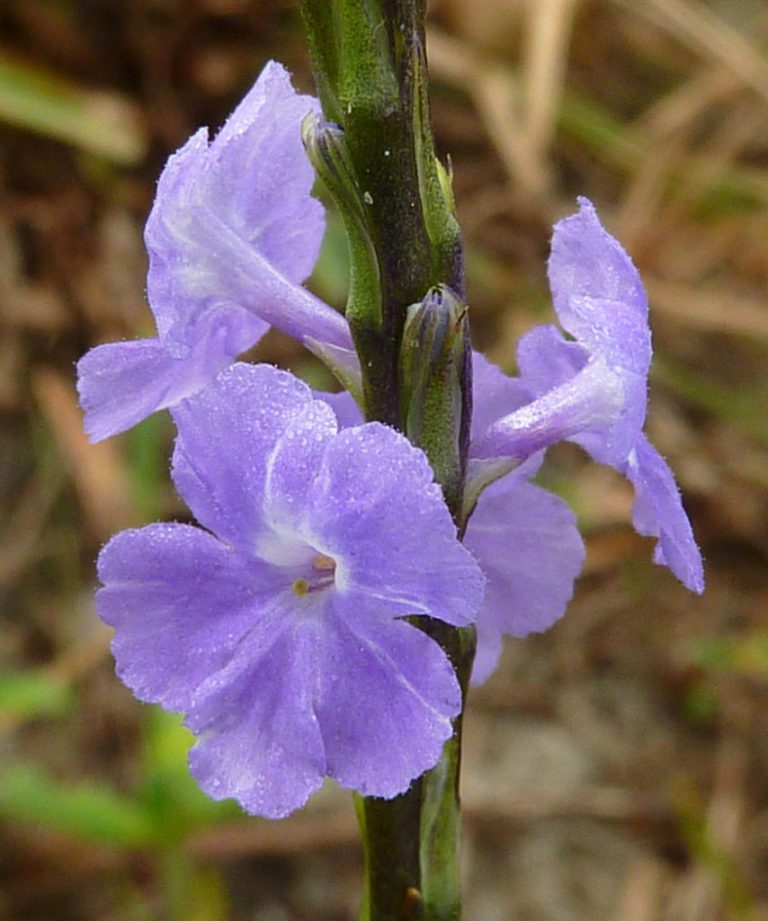 Blue porterweed flower