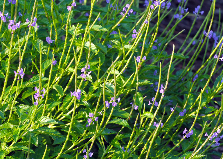 Blue porterweed