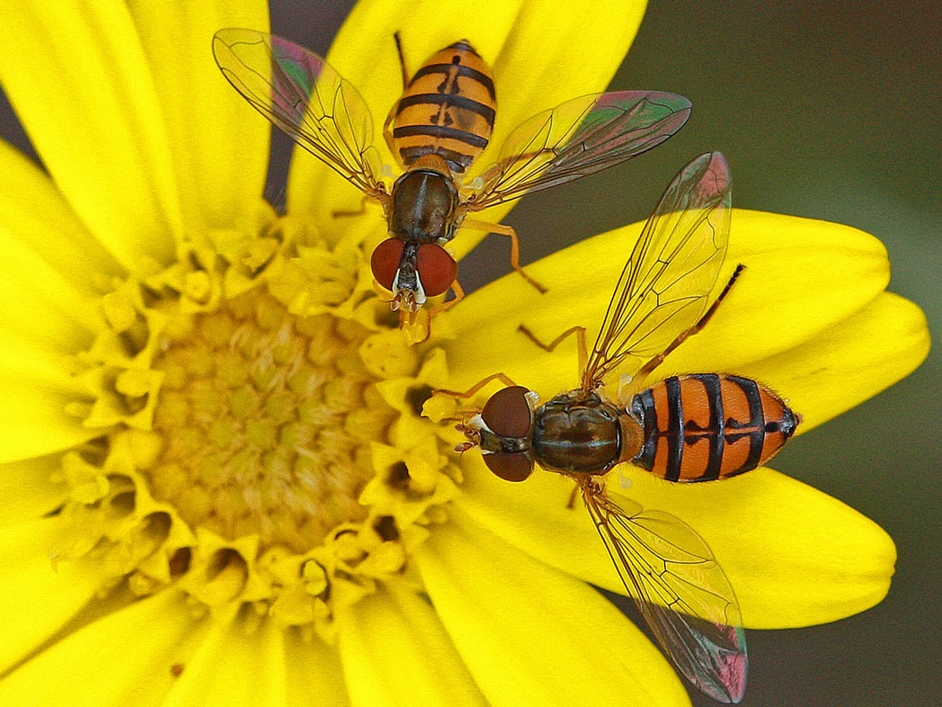 flower flies on yellow Pityopsis flower