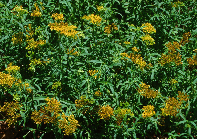 Narrowleaf yellowtops