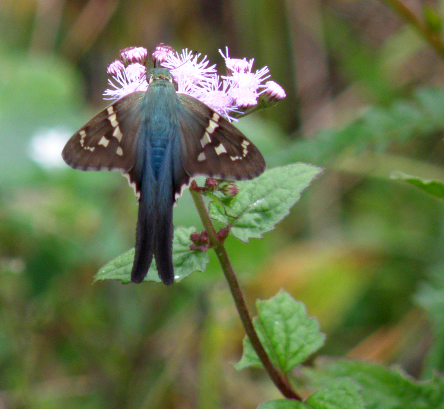 Long-tailed skipper on Mistflower