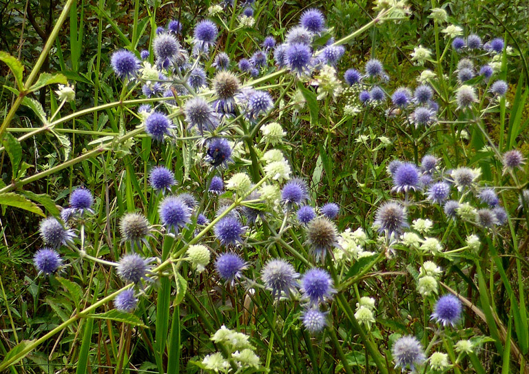 Corn snakeroot