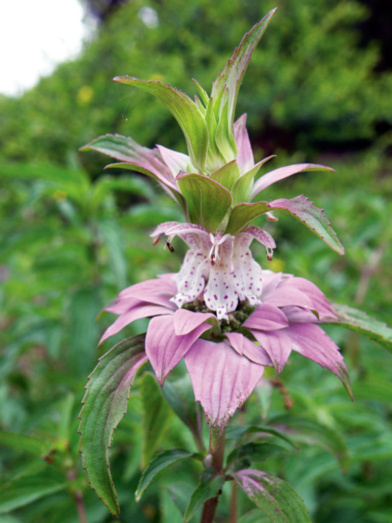 Monarda punctata