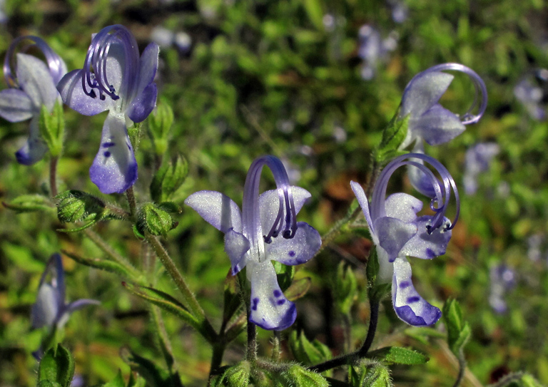 Forked bluecurls