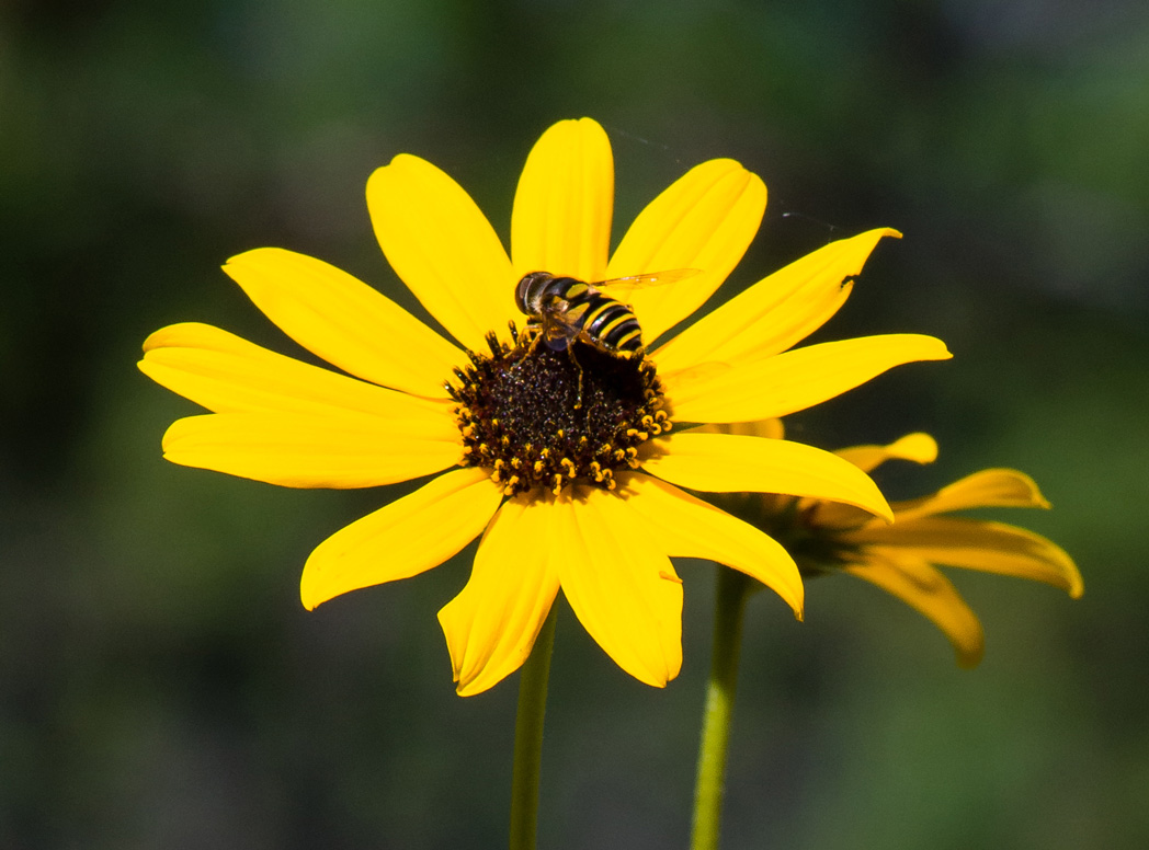 Narrowleaf sunflower, Helianthus angustifolius