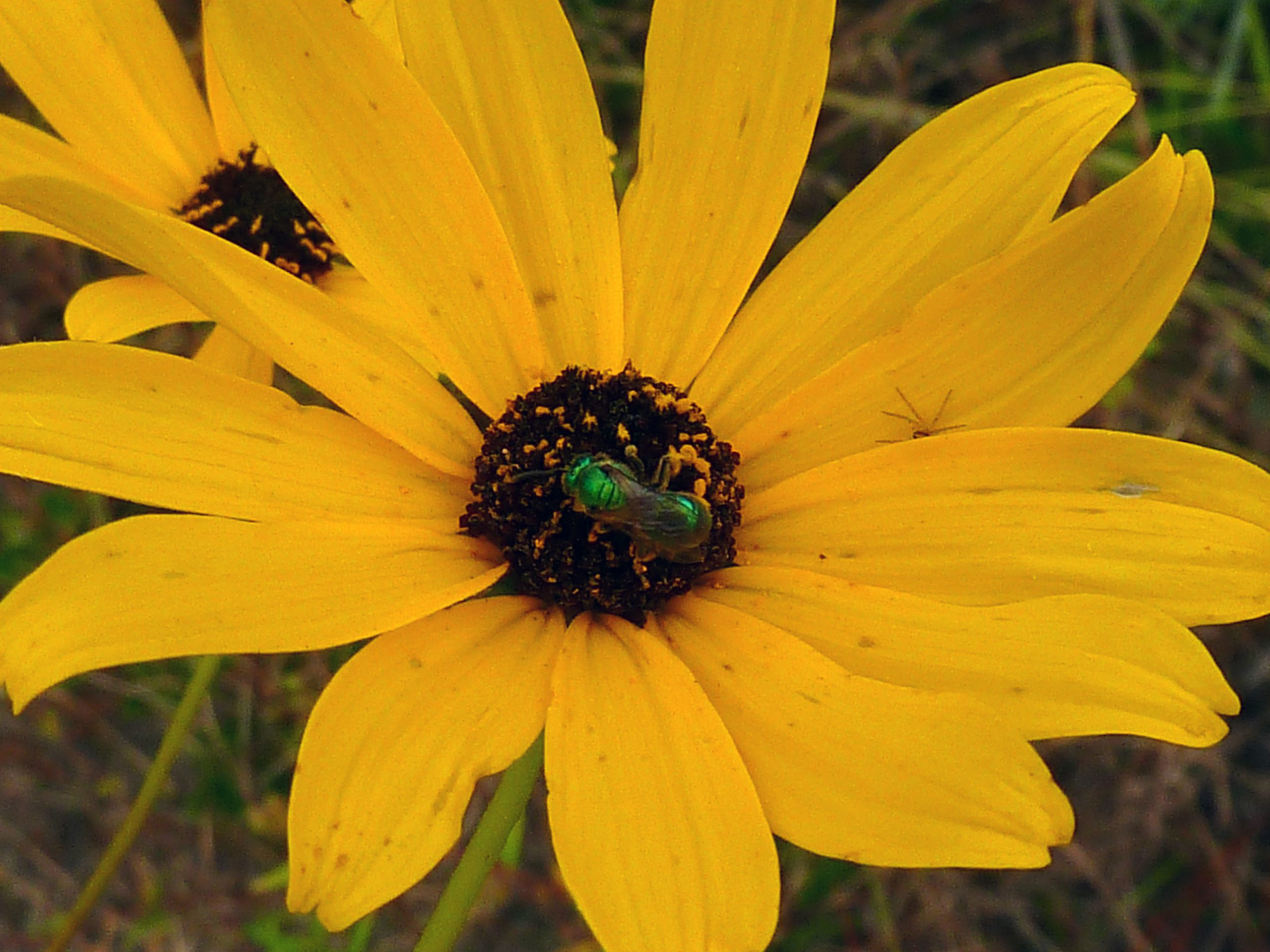 Green sweat bee on Narrowleaf sunflower, Helianthus angustifolius