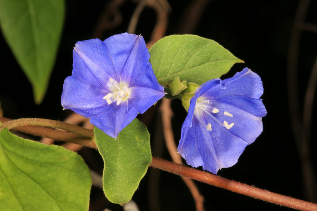 Skyblue clustervine, Jacquemontia pentanthos