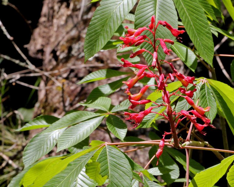 Red buckeye, Aesculus pavia