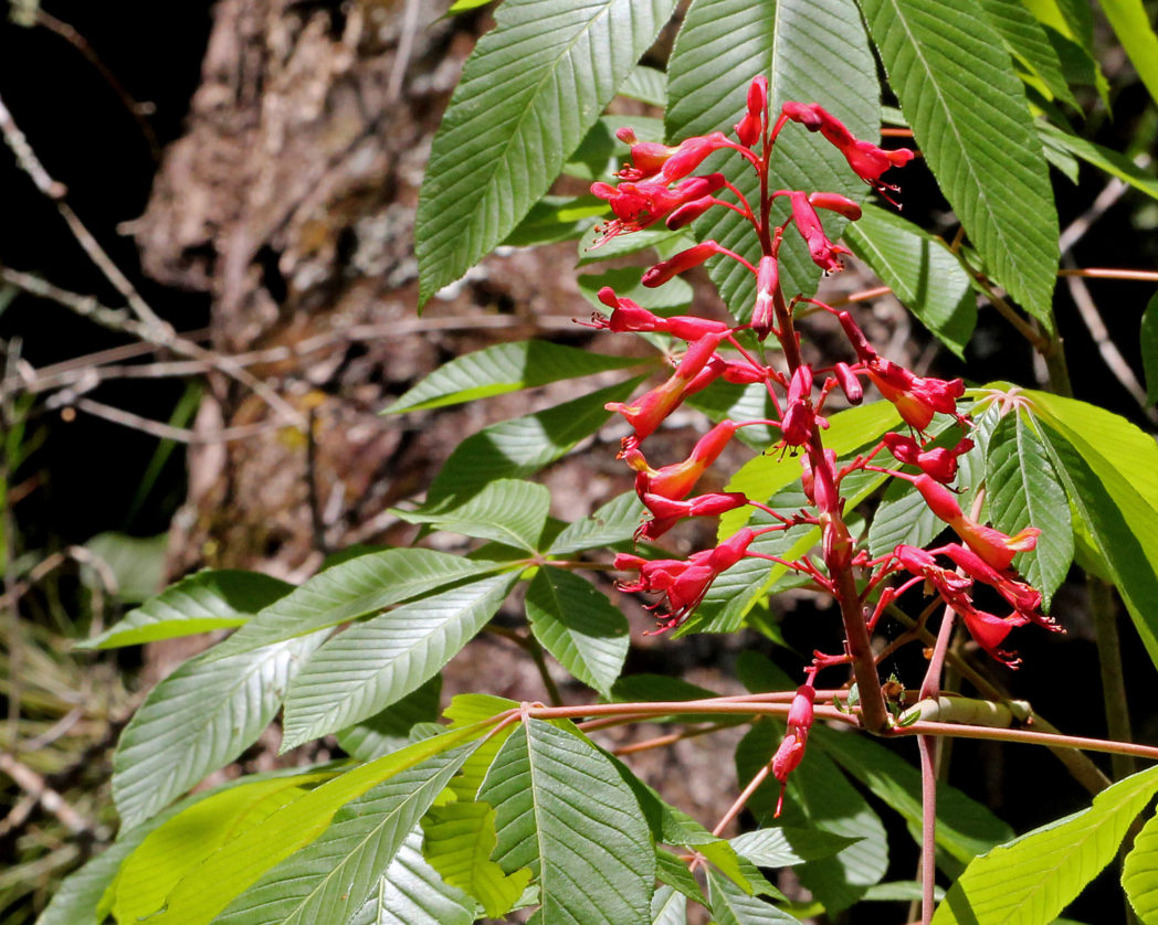 Red buckeye, Aesculus pavia