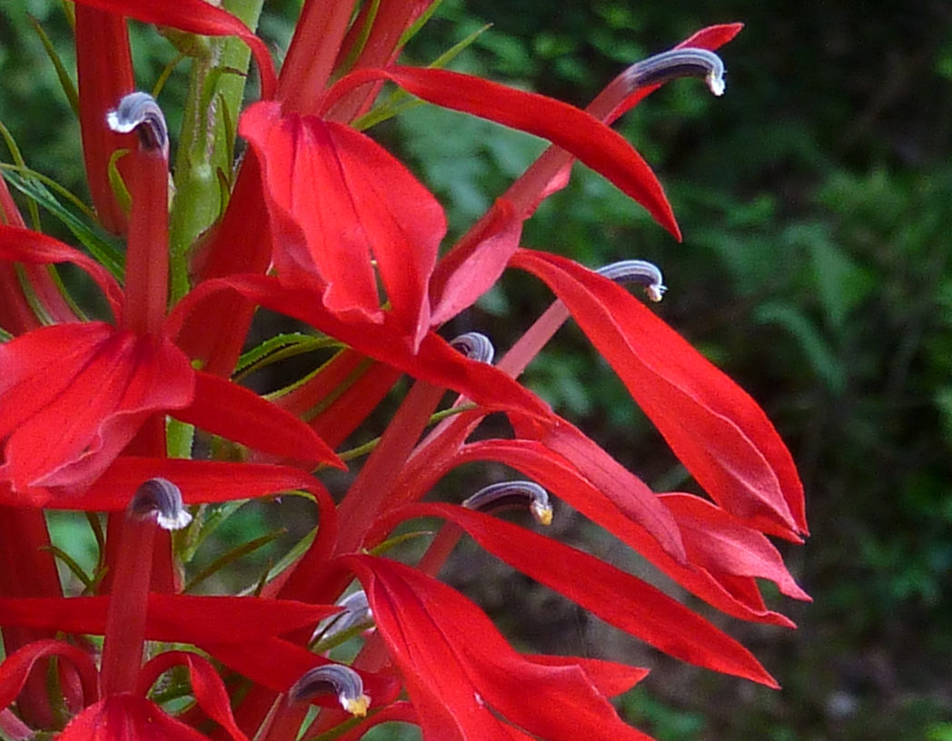 Cardinalflower, Lobelia cardinalis